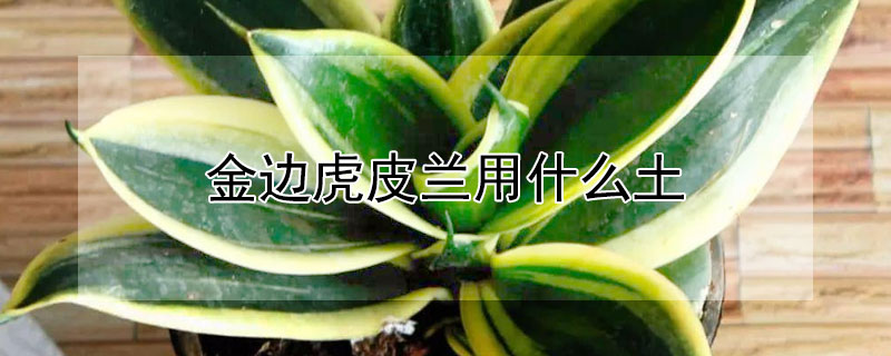 金边虎皮兰用什么土（金边虎皮兰用什么土养殖最好）