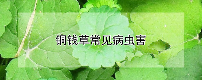 铜钱草常见病虫害（铜钱草常见的病）