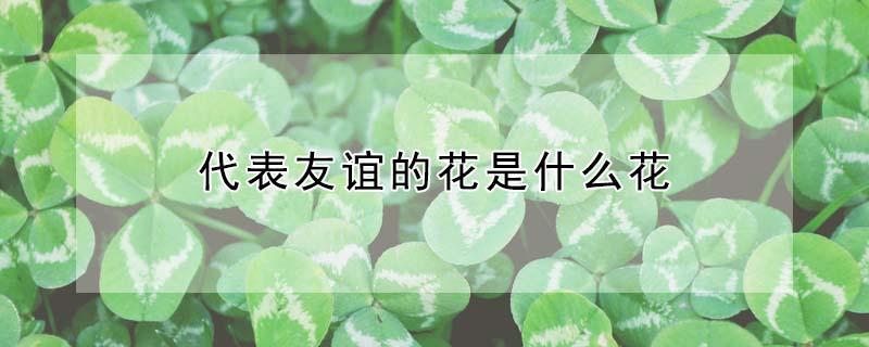 代表友谊的花是什么花（友谊的代表花有哪些）