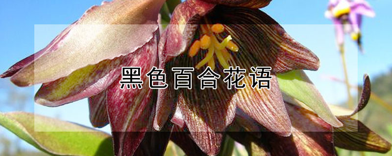 黑色百合花语 黑色百合花语是什么