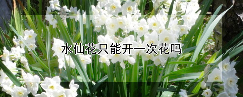 水仙花只能开一次花吗 水仙花就开一次花吗