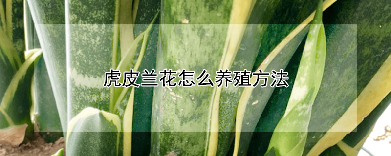 虎皮兰花怎么养殖方法 花卉虎皮兰的养殖方法