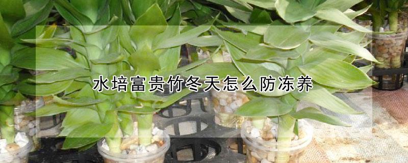 水培富贵竹冬天怎么防冻养 水培富贵竹怎么过冬天