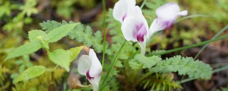 小米花的花语是什么 小米粒花语