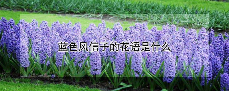 蓝色风信子的花语是什么(浅蓝色风信子的花语)