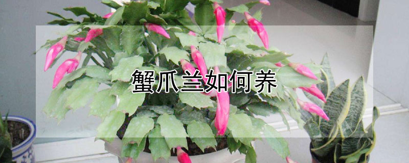 蟹爪兰如何养 蟹爪兰如何养成老桩