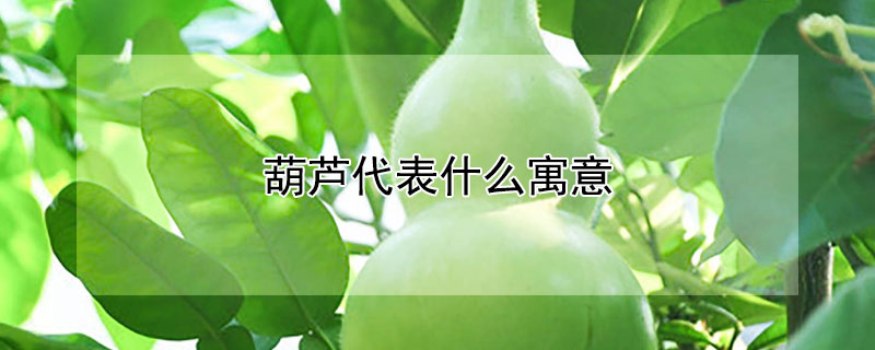 葫芦代表什么寓意 女人送葫芦代表什么寓意