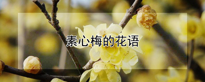 素心梅的花语（素心兰的花语是什么）