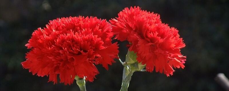 红色康乃馨花语（红色康乃馨花语和寓意）