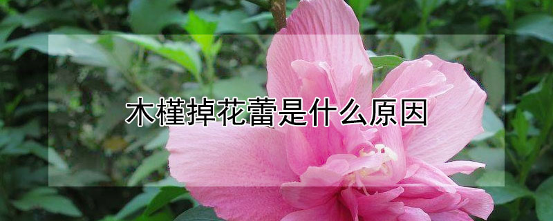 木槿掉花蕾是什么原因（木槿掉花蕾怎么办）