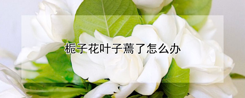 栀子花叶子蔫了怎么办（栀子花叶子蔫了怎么办?什么原因）