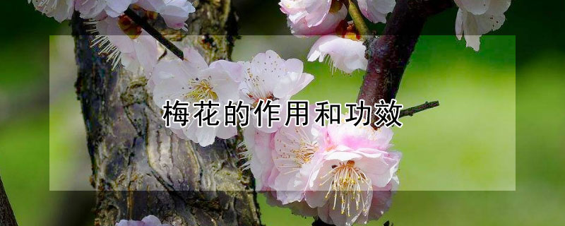 梅花的作用和功效（梅花的作用和功效是什么）