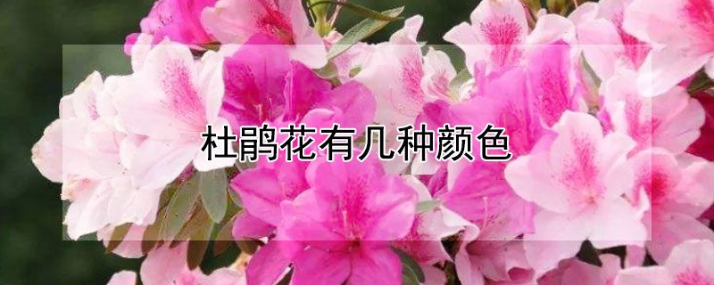 杜鹃花有几种颜色（杜鹃花有几种颜色怎么比喻）