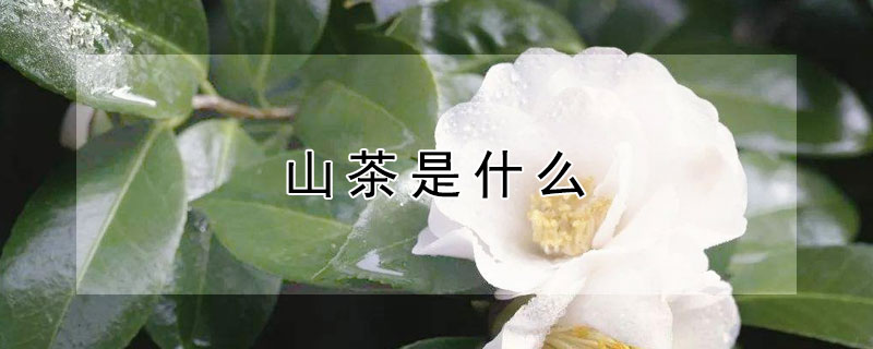 山茶是什么 山茶是什么科