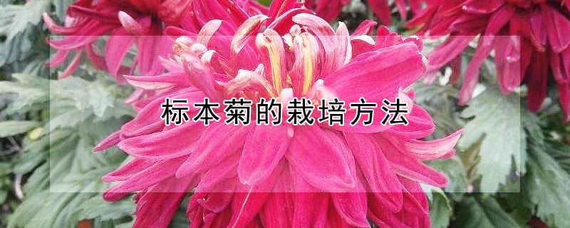 标本菊的栽培方法 标本菊的栽培方法视频