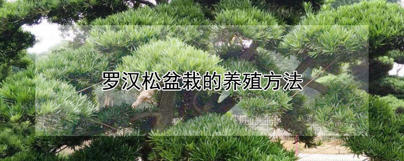 罗汉松盆栽的养殖方法（盆栽罗汉松栽培技术）