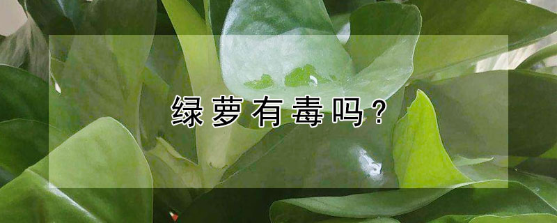 绿萝有毒吗? 绿萝有毒吗?可以放在卧室吗?