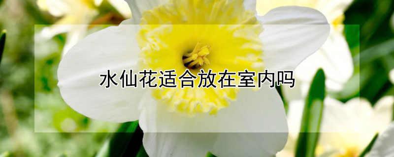 水仙花适合放在室内吗 水仙花放室内好不好