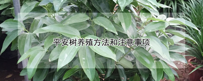 平安树养殖方法和注意事项（平安树的养殖方法和注意事项）