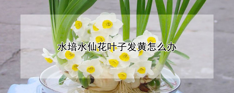 水培水仙花叶子发黄怎么办(水培的花叶子发黄怎么办)