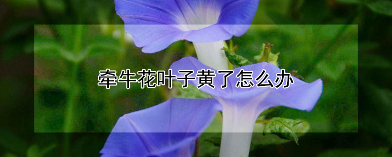 牵牛花叶子黄了怎么办 牵牛花黄叶怎么回事