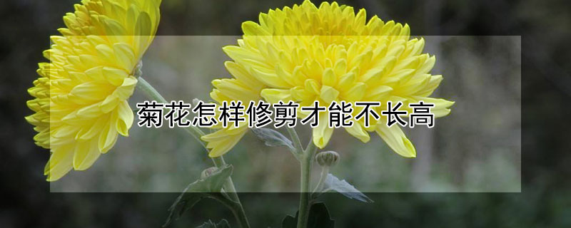 菊花怎样修剪才能不长高 菊花怎样修剪才不会长高