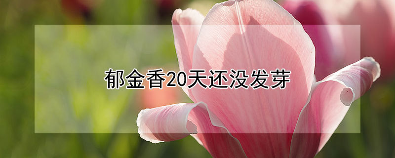 郁金香20天还没发芽 郁金香几天发芽