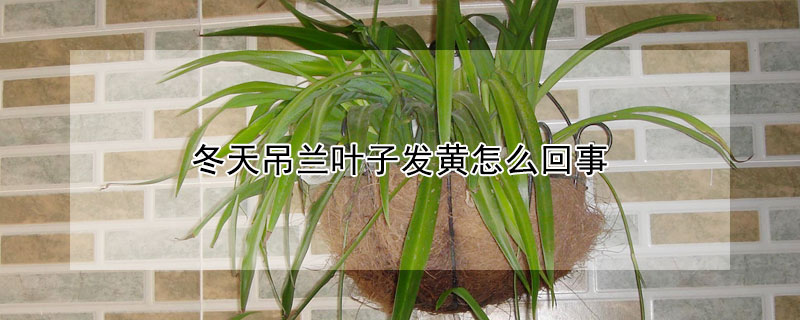 冬天吊兰叶子发黄怎么回事（冬季吊兰叶子发黄怎么回事）