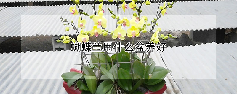 蝴蝶兰用什么盆养好 蝴蝶兰用什么花盆养