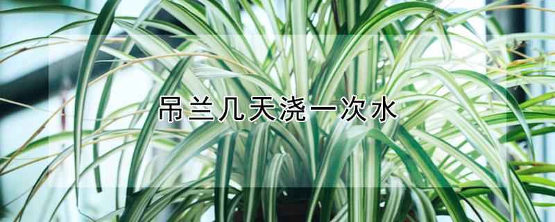 吊兰几天浇一次水（吊兰几天浇一次水是最好的）