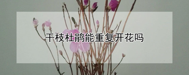 干枝杜鹃能重复开花吗 干枝杜鹃开完花还长叶子吗