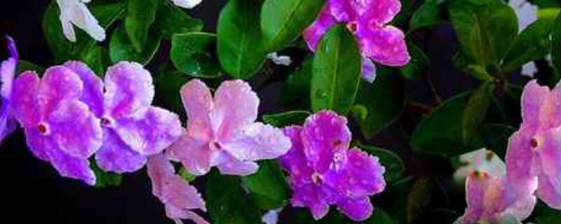 鸳鸯茉莉的花语（鸳鸯茉莉花的样子）