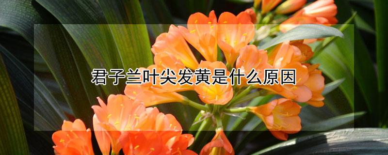 君子兰叶尖发黄是什么原因(君子兰叶尖发黄是什么原因引起?如何预防?一次讲透)