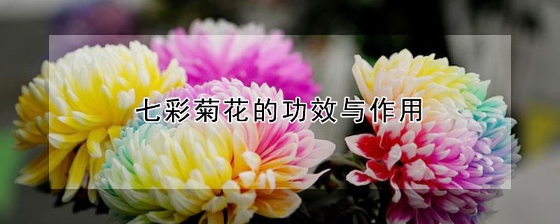 七彩菊花的功效与作用 七彩菊花有什么功效