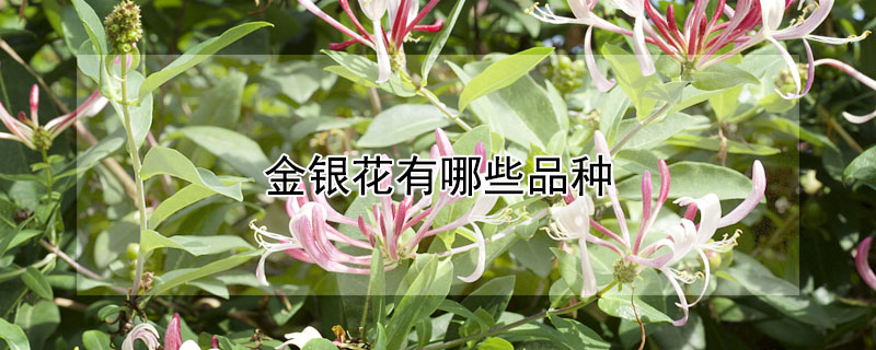 金银花有哪些品种 金银花都有哪些品种
