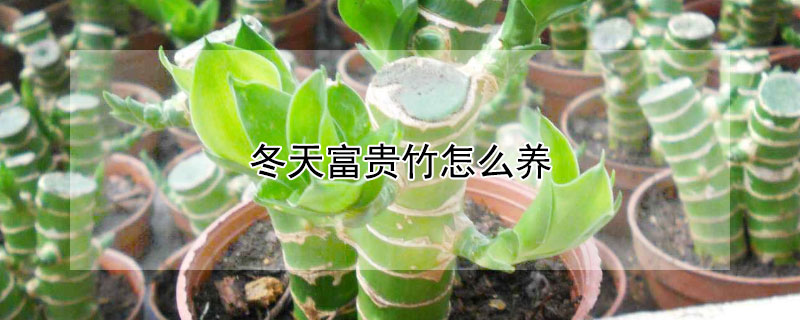 冬天富贵竹怎么养 冬天富贵竹怎么养才好