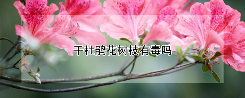 干杜鹃花树枝有毒吗（杜鹃花枝叶有毒吗）