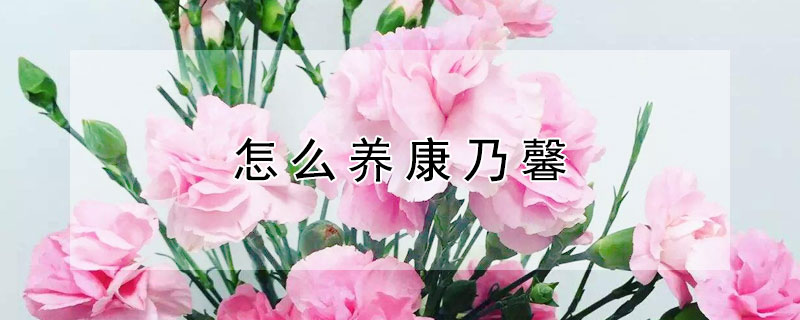 怎么养康乃馨（怎么养康乃馨盆栽）