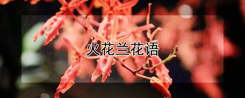 火花兰花语(火花兰花语是什么)
