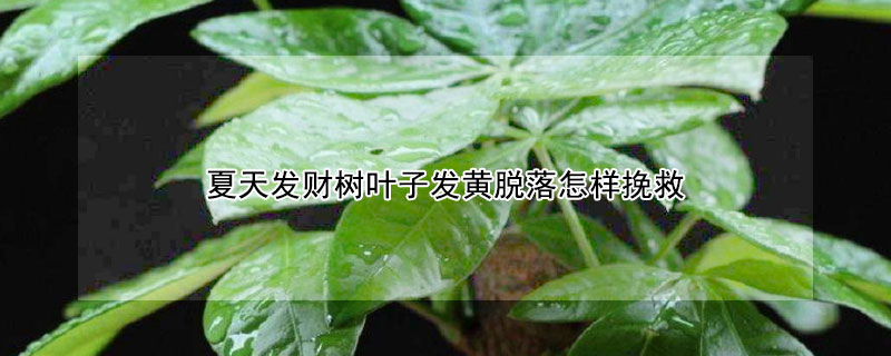 夏天发财树叶子发黄脱落怎样挽救（夏季发财树叶子发黄脱落）