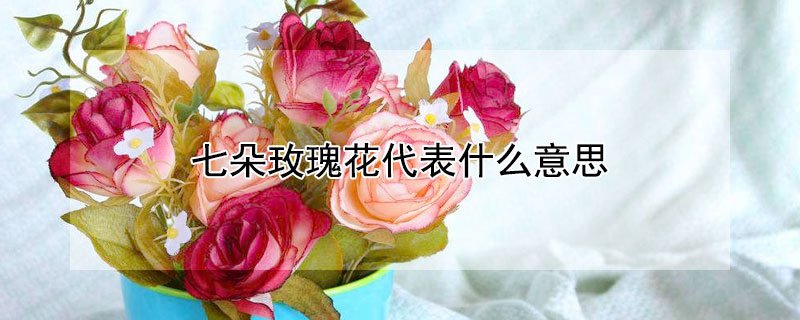 七朵玫瑰花代表什么意思(七朵玫瑰花代表什么意思不同颜色的)