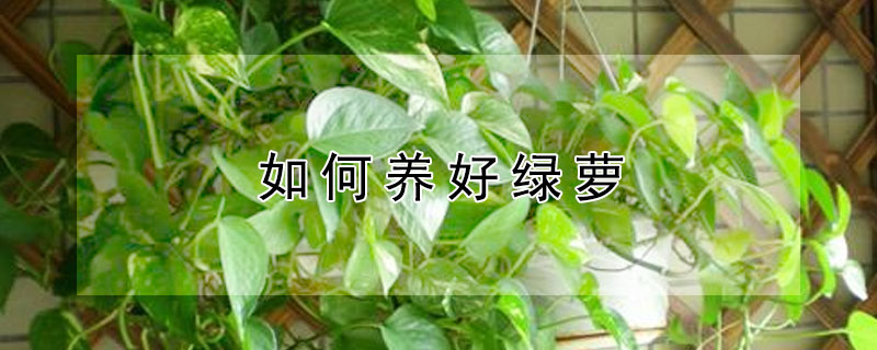 如何养好绿萝 绿萝怎么养才能更旺盛