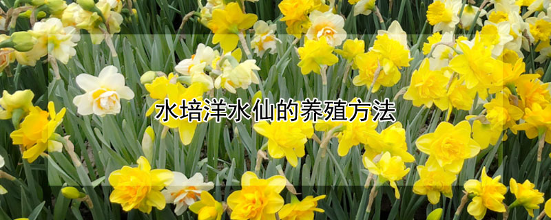 水培洋水仙的养殖方法(水培洋水仙的种植方法和时间)