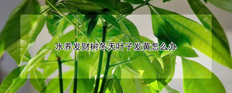 水养发财树冬天叶子发黄怎么办（冬天发财树的叶子黄了怎么办）