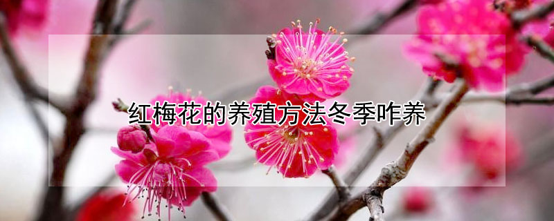 红梅花的养殖方法冬季咋养（红梅花的养殖方法和过冬）