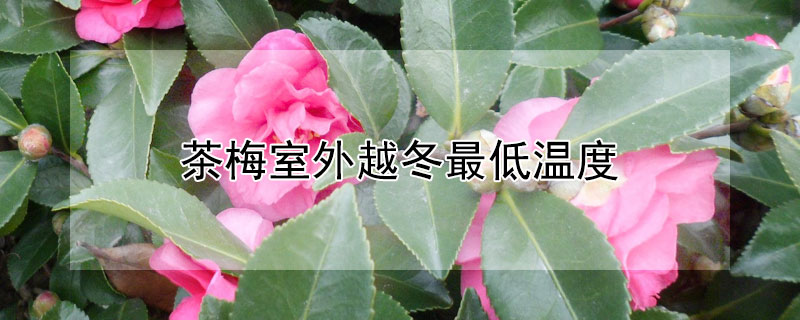 茶梅室外越冬最低温度 茶梅过冬需要温度多少