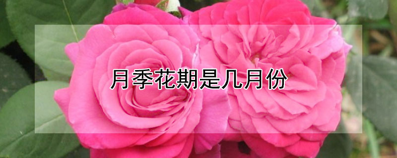 月季花期是几月份（月季的花期是几月份）