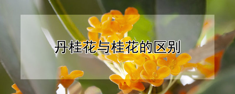 丹桂花与桂花的区别（丹桂花和桂花有什么区别）