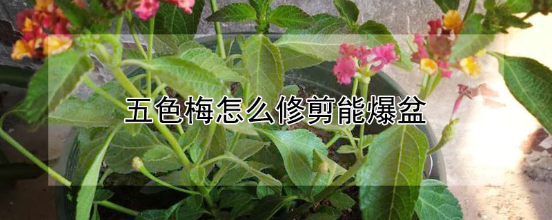 五色梅怎么修剪能爆盆(五色梅盆栽修剪有哪些常见方法)