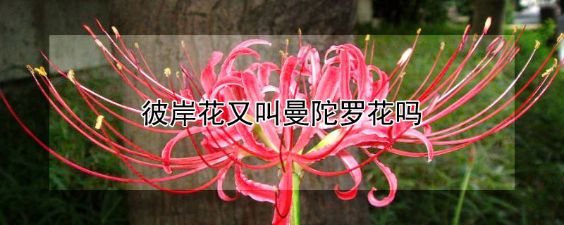 彼岸花又叫曼陀罗花吗（曼陀罗花和彼岸花有什么区别）